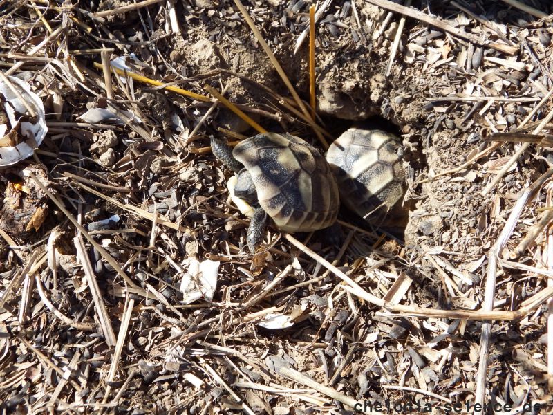 Griechische Landschildkröte, Testudo hermanni boettgeri, – © Hans-Jürgen Bidmon Griechische Landschildkröte, Testudo hermanni boettgeri, – © Hans-Jürgen Bidmon