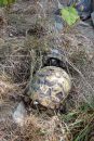Griechische Landschildkr&ouml;te, Testudo hermanni boettgeri, &ndash; &copy; Hans-J&uuml;rgen Bidmon