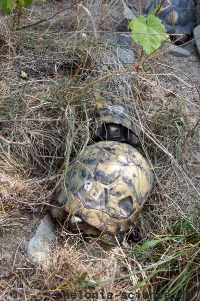 Griechische Landschildkröte, Testudo hermanni boettgeri, – © Hans-Jürgen Bidmon Griechische Landschildkröte, Testudo hermanni boettgeri, – © Hans-Jürgen Bidmon