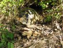 Griechische Landschildkr&ouml;te, Testudo hermanni boettgeri, &ndash; &copy; Hans-J&uuml;rgen Bidmon