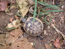 Griechische Landschildkr&ouml;te, Testudo hermanni boettgeri, &ndash; &copy; Hans-J&uuml;rgen Bidmon