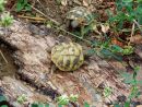 Griechische Landschildkr&ouml;te, Testudo hermanni boettgeri, &ndash; &copy; Hans-J&uuml;rgen Bidmon