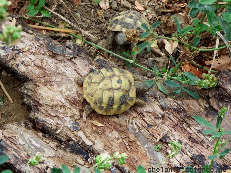 Griechische Landschildkröte, Testudo hermanni boettgeri, – © Hans-Jürgen Bidmon Griechische Landschildkröte, Testudo hermanni boettgeri, – © Hans-Jürgen Bidmon