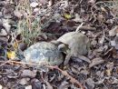 Griechische Landschildkr&ouml;te, Testudo hermanni boettgeri, &ndash; &copy; Hans-J&uuml;rgen Bidmon