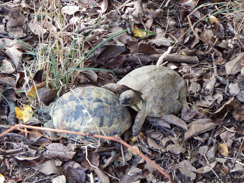 Griechische Landschildkröte, Testudo hermanni boettgeri, – © Hans-Jürgen Bidmon Griechische Landschildkröte, Testudo hermanni boettgeri, – © Hans-Jürgen Bidmon