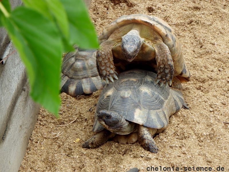 Breitrandschildkröte, Testudo marginata, – © Hans-Jürgen Bidmon Breitrandschildkröte, Testudo marginata, – © Hans-Jürgen Bidmon