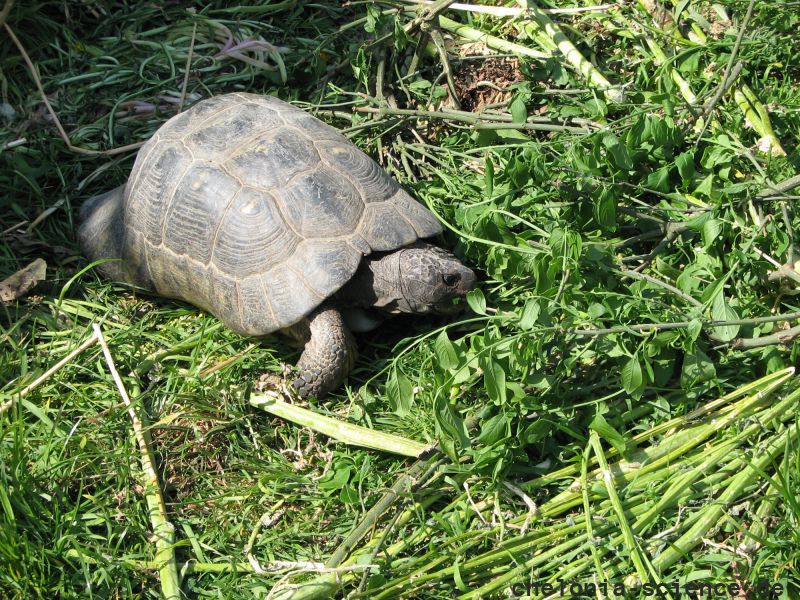 Breitrandschildkröte, Testudo marginata, – © Hans-Jürgen Bidmon Breitrandschildkröte, Testudo marginata, – © Hans-Jürgen Bidmon