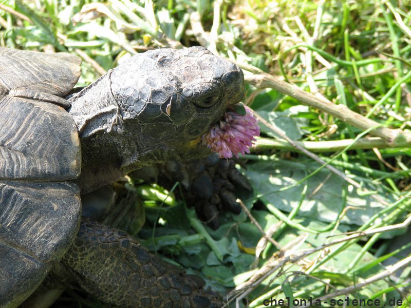 Breitrandschildkröte, Testudo marginata, – © Hans-Jürgen Bidmon Breitrandschildkröte, Testudo marginata, – © Hans-Jürgen Bidmon