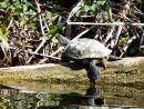 Rotwangen-Schmuckschildkröte, Trachemys scripta elegans, – © Hans-Jürgen Bidmon Rotwangen-Schmuckschildkröte, Trachemys scripta elegans, – © Hans-Jürgen Bidmon