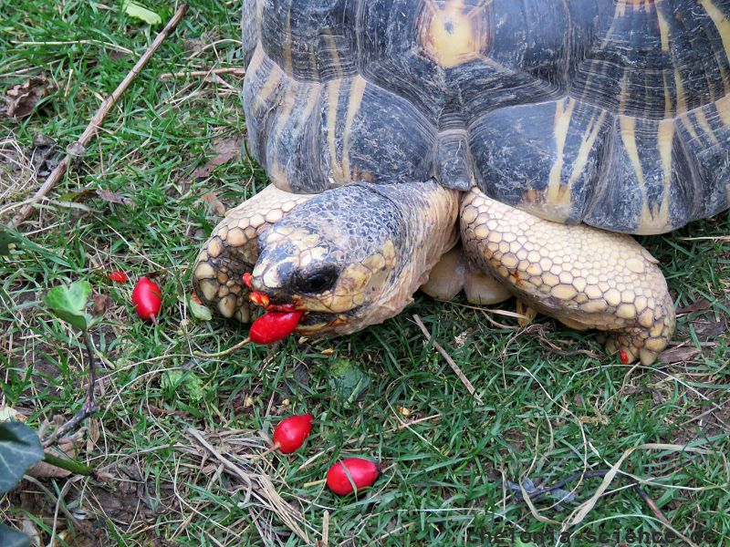 Strahlenschildkröte, Astrochelys radiata, ein adultes Tier frisst Hagebutten – © Hans-Jürgen Bidmon Strahlenschildkröte, Astrochelys radiata, ein adultes Tier frisst Hagebutten – © Hans-Jürgen Bidmon