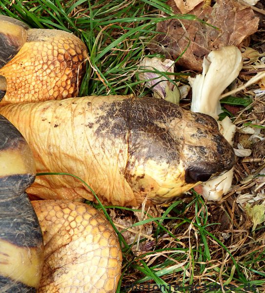 Strahlenschildkröte, Astrochelys radiata, ein adultes Tier frisst Austernseitlinge (Pleurotus ostreatus) – © Hans-Jürgen Bidmon Strahlenschildkröte, Astrochelys radiata, ein adultes Tier frisst Austernseitlinge (Pleurotus ostreatus) – © Hans-Jürgen Bidmon