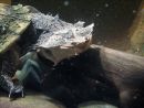 Fransenschildkr&ouml;te, Chelus fimbriatus, &ndash; &copy; Hans-J&uuml;rgen Bidmon