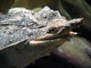 Fransenschildkr&ouml;te, Chelus fimbriatus, &ndash; &copy; Hans-J&uuml;rgen Bidmon