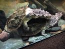Fransenschildkr&ouml;te, Chelus fimbriatus, Kopulation &ndash; &copy; Hans-J&uuml;rgen Bidmon