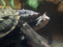 Fransenschildkr&ouml;te, Chelus fimbriatus, Kopulation &ndash; &copy; Hans-J&uuml;rgen Bidmon
