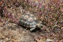 Afrikanische Schnabelbrustschildkröte, Chersina angulata, Fundort: Namaqualand, Northern Cape, South Africa – © Victor Loehr