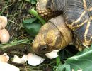 Burma-Sternschildkröte, Geochelone platynota, frisst Speisechampignonabschnitte (Agaricus bisporus) – © Hans-Jürgen Bidmon