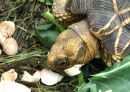 Burma-Sternschildkröte, Geochelone platynota, frisst Speisechampignonabschnitte (Agaricus bisporus) – © Hans-Jürgen Bidmon