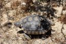 Kalifornische Gopherschildkröte, Gopherus agassizii, – © H. Bradley Shaffer Kalifornische Gopherschildkröte, Gopherus agassizii, – © H. Bradley Shaffer