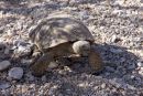 Kalifornische Gopherschildkröte, Gopherus agassizii, – © H. Bradley Shaffer Kalifornische Gopherschildkröte, Gopherus agassizii, – © H. Bradley Shaffer