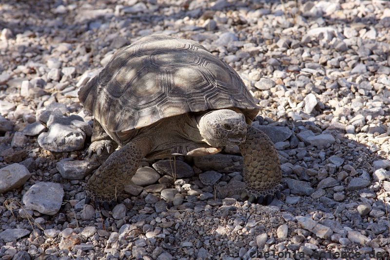 Kalifornische Gopherschildkröte, Gopherus agassizii, – © H. Bradley Shaffer Kalifornische Gopherschildkröte, Gopherus agassizii, – © H. Bradley Shaffer