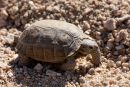Kalifornische Gopherschildkröte, Gopherus agassizii, – © H. Bradley Shaffer Kalifornische Gopherschildkröte, Gopherus agassizii, – © H. Bradley Shaffer