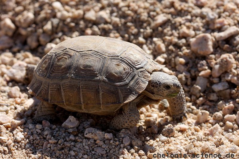 Kalifornische Gopherschildkröte, Gopherus agassizii, – © H. Bradley Shaffer Kalifornische Gopherschildkröte, Gopherus agassizii, – © H. Bradley Shaffer