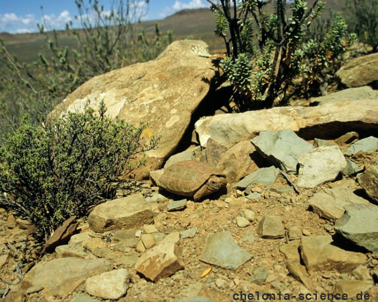 Boulengers Flachschildkröte, Homopus boulengeri, im Habitat, Fundort: Northern Cape, South Africa – © Victor Loehr Boulengers Flachschildkröte, Homopus boulengeri, im Habitat, Fundort: Northern Cape, South Africa – © Victor Loehr