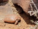 Boulengers Flachschildkröte, Homopus boulengeri, ein weibliches Tier, Fundort: Northern Cape, South Africa – © Victor Loehr