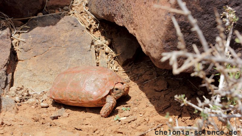 Boulengers Flachschildkröte, Homopus boulengeri, ein weibliches Tier, Fundort: Northern Cape, South Africa – © Victor Loehr Boulengers Flachschildkröte, Homopus boulengeri, ein weibliches Tier, Fundort: Northern Cape, South Africa – © Victor Loehr