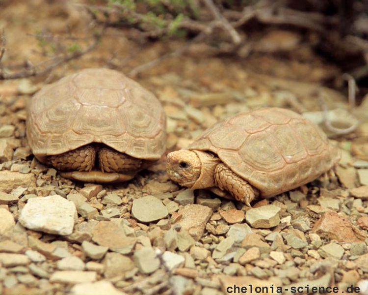 Boulengers Flachschildkröte, Homopus boulengeri, ein Pärchen, Fundort: Northern Cape, South Africa – © Victor Loehr Boulengers Flachschildkröte, Homopus boulengeri, ein Pärchen, Fundort: Northern Cape, South Africa – © Victor Loehr