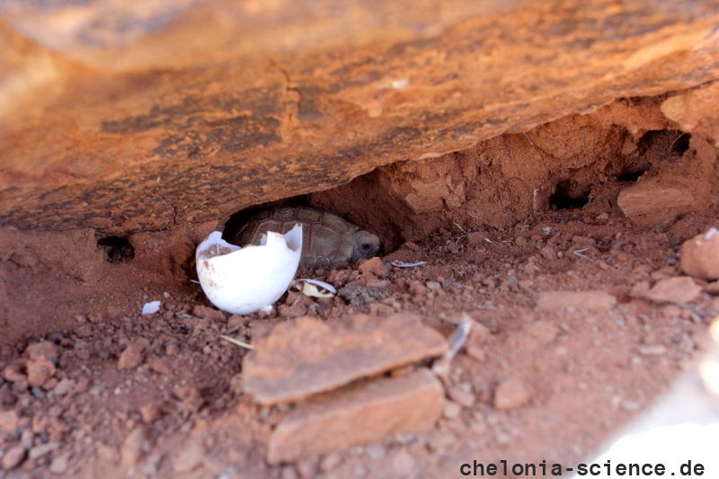 Boulengers Flachschildkröte, Homopus boulengeri, ein Schlüpfling sitzt neben seiner Eierschale, Fundort: Northern Cape, South Africa – © Victor Loehr Boulengers Flachschildkröte, Homopus boulengeri, ein Schlüpfling sitzt neben seiner Eierschale, Fundort: Northern Cape, South Africa – © Victor Loehr