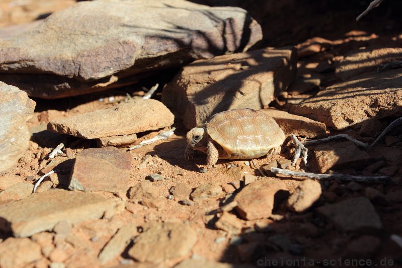 Boulengers Flachschildkröte, Homopus boulengeri, ein Schlüpfling, Fundort: Northern Cape, South Africa – © Victor Loehr Boulengers Flachschildkröte, Homopus boulengeri, ein Schlüpfling, Fundort: Northern Cape, South Africa – © Victor Loehr