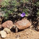 Boulengers Flachschildkröte, Homopus boulengeri, ein juveniles Tier, Fundort: Northern Cape, South Africa – © Victor Loehr