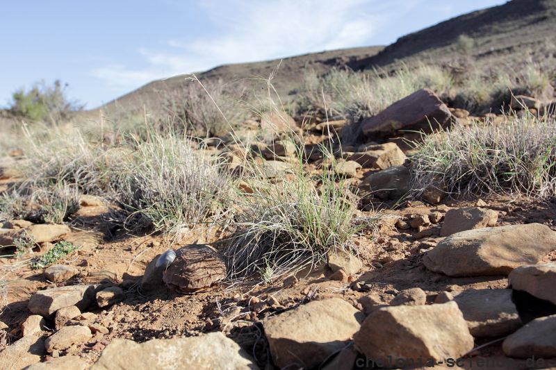 Boulengers Flachschildkröte, Homopus boulengeri, ein Weibchen mit Transponder, Fundort: Northern Cape, South Africa – © Victor Loehr Boulengers Flachschildkröte, Homopus boulengeri, ein Weibchen mit Transponder, Fundort: Northern Cape, South Africa – © Victor Loehr