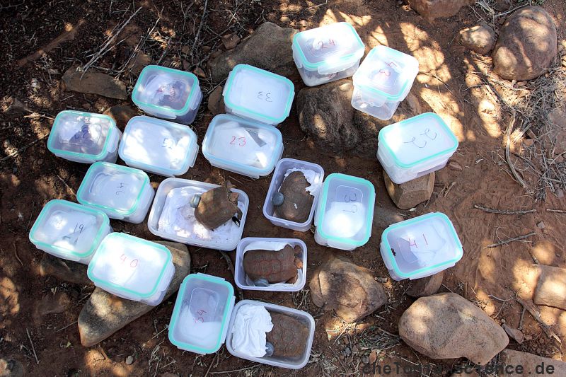 Boulengers Flachschildkröte, Homopus boulengeri, diese Weibchen sind nach dem Röntgen bereit zur Freilassung, Fundort: Northern Cape, South Africa – © Victor Loehr Boulengers Flachschildkröte, Homopus boulengeri, diese Weibchen sind nach dem Röntgen bereit zur Freilassung, Fundort: Northern Cape, South Africa – © Victor Loehr