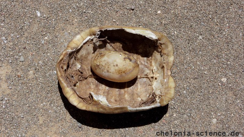 Boulengers Flachschildkröte, Homopus boulengeri, ein Panzer mit einem Ei, das sich im Inneren der Schale befand , Fundort: Northern Cape, South Africa – © Victor Loehr
