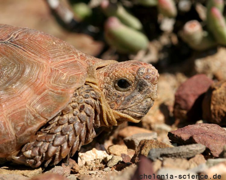 Boulengers Flachschildkröte, Homopus boulengeri, Portrait eines Männchens, Fundort: Western Cape, South Africa – © Victor Loehr Boulengers Flachschildkröte, Homopus boulengeri, Portrait eines Männchens, Fundort: Western Cape, South Africa – © Victor Loehr