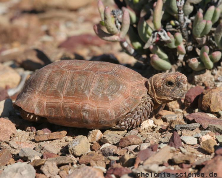 Boulengers Flachschildkröte, Homopus boulengeri, Männchens, Fundort: Western Cape, South Africa – © Victor Loehr Boulengers Flachschildkröte, Homopus boulengeri, Männchens, Fundort: Western Cape, South Africa – © Victor Loehr