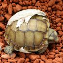 Sporn-Flachschildkröte, Homopus femoralis, ein in menschlicher Obhut gezüchteter Schlüpfling – © Victor Loehr