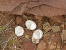 Sporn-Flachschildkröte, Homopus femoralis, Eierschalen eines geschlüpften Geleges, Fundort: Western Cape, South Africa – © Victor Loehr