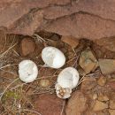 Sporn-Flachschildkröte, Homopus femoralis, Eierschalen eines geschlüpften Geleges, Fundort: Western Cape, South Africa – © Victor Loehr