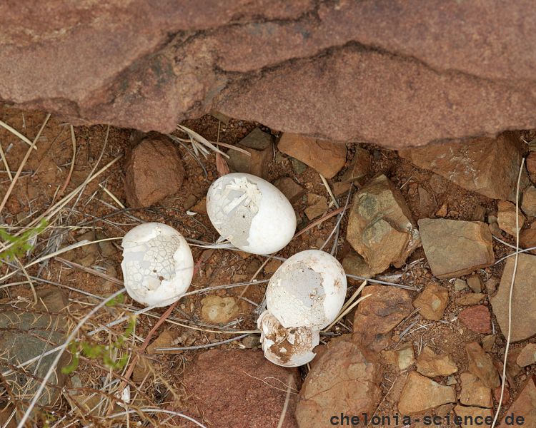 Sporn-Flachschildkröte, Homopus femoralis, Eierschalen eines geschlüpften Geleges, Fundort: Western Cape, South Africa – © Victor Loehr Sporn-Flachschildkröte, Homopus femoralis, Eierschalen eines geschlüpften Geleges, Fundort: Western Cape, South Africa – © Victor Loehr