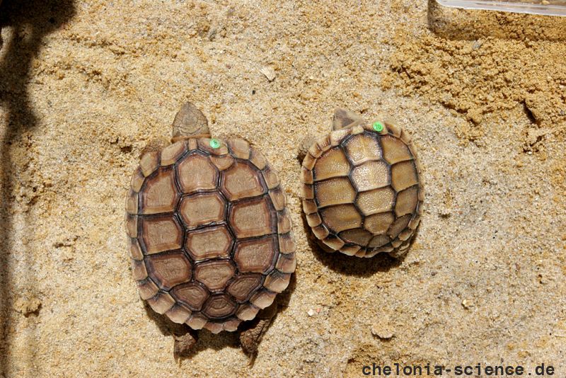 Sporn-Flachschildkröte, Homopus femoralis, ein in menschlicher Obhut gezüchtetes einjähriges Tier neben einem Schlüpfling – © Victor Loehr Sporn-Flachschildkröte, Homopus femoralis, ein in menschlicher Obhut gezüchtetes einjähriges Tier neben einem Schlüpfling – © Victor Loehr