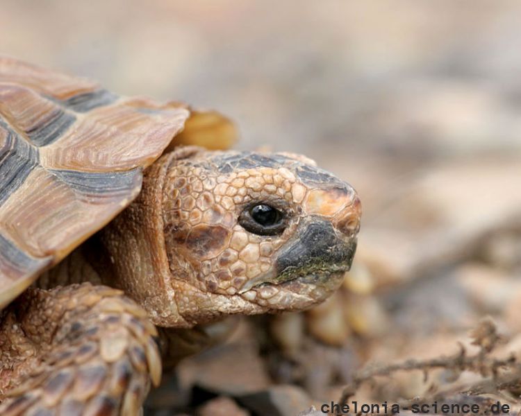 Sporn-Flachschildkröte, Homopus femoralis, Kopfstudie, Fundort: Western Cape, South Africa – © Victor Loehr Sporn-Flachschildkröte, Homopus femoralis, Kopfstudie, Fundort: Western Cape, South Africa – © Victor Loehr