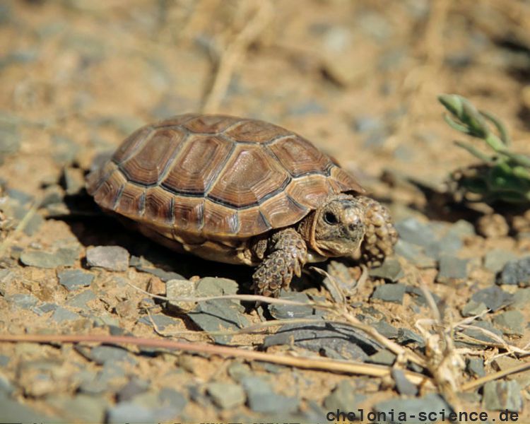 Sporn-Flachschildkröte, Homopus femoralis, ein juveniles Tier, Fundort: Western Cape, South Africa – © Victor Loehr Sporn-Flachschildkröte, Homopus femoralis, ein juveniles Tier, Fundort: Western Cape, South Africa – © Victor Loehr
