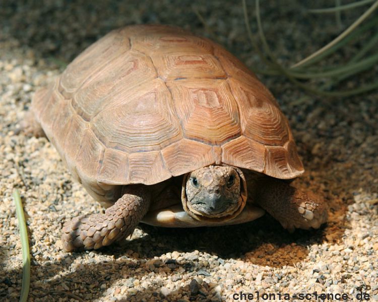Sporn-Flachschildkröte, Homopus femoralis, ein Exemplar in menschlicher Obhut – © Victor Loehr Sporn-Flachschildkröte, Homopus femoralis, ein Exemplar in menschlicher Obhut – © Victor Loehr