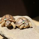 Sporn-Flachschildkröte, Homopus femoralis, Geschwisterpaar aus einer Nachzucht– © Victor Loehr