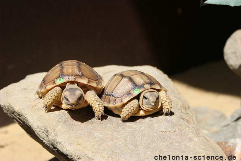 Sporn-Flachschildkröte, Homopus femoralis, Geschwisterpaar aus einer Nachzucht– © Victor Loehr Sporn-Flachschildkröte, Homopus femoralis, Geschwisterpaar aus einer Nachzucht– © Victor Loehr