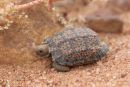 Ges&auml;gte Flachschildkr&ouml;te, Homopus signatus, n&ouml;rdliche Form (vormals Homopus signatus signatus), sonnenbadend mit Transmitter und iButton, Fundort: Northern Cape, South Africa &ndash; &copy; Victor Loehr?